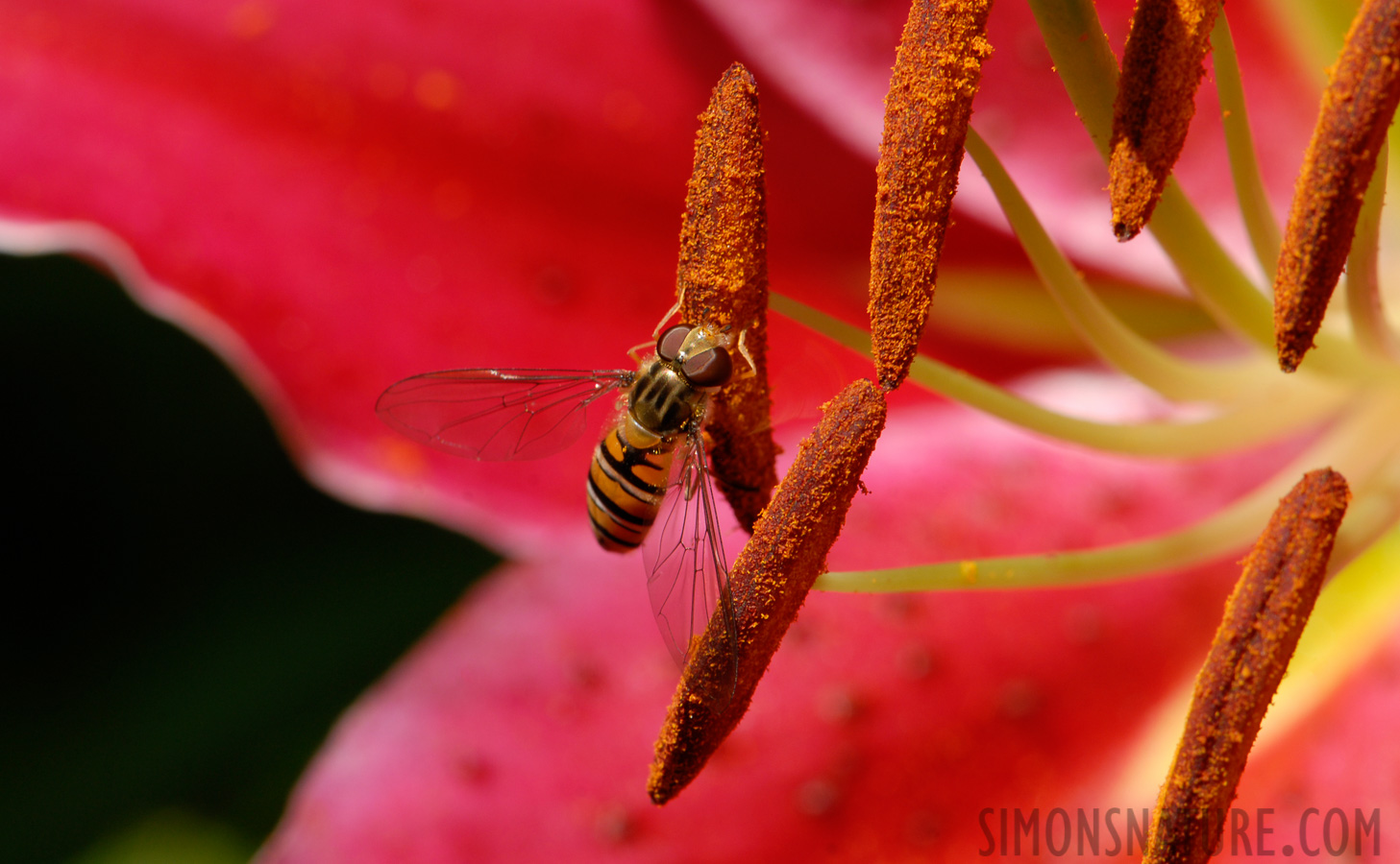 Episyrphus balteatus [105 mm, 1/90 Sek. bei f / 14, ISO 200]